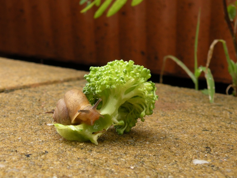 DSCN2621-Composed-800x600 DSCN2621-Composed-800x600